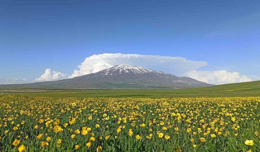 Sütey Yaylası bahar çiçekleriyle renklendi