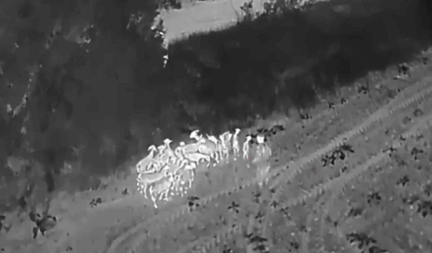 Tekirdağ’da kaybolan 27 küçükbaş termal dronla bulundu