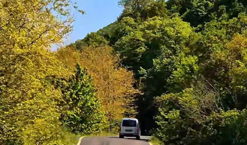 Tekirdağ’da ormanlara girişler yasaklandı
