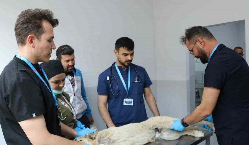 Üniversite desteğiyle en az 200 sokak köpeği kısırlaştırıldı