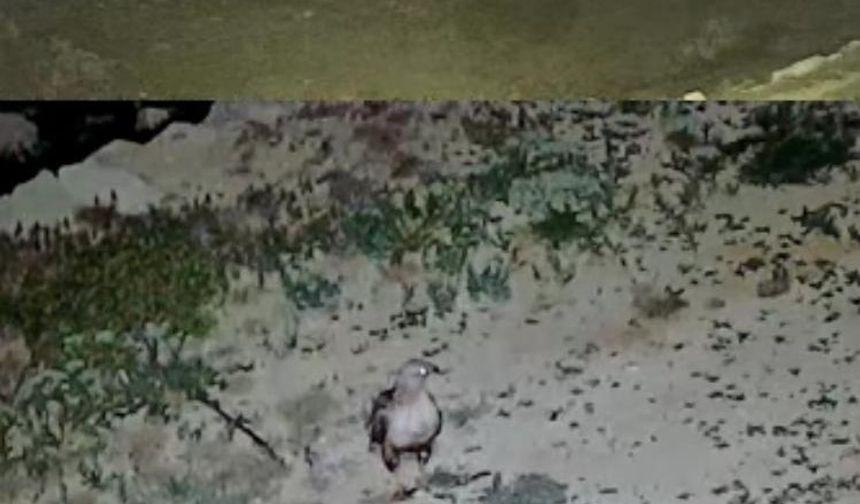 Yayladaki evin bahçesi yabani hayvanların mekanı oldu