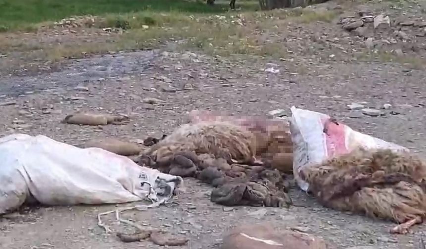 Yüksekova’da sakatatların yol kenarına atılmasına tepki