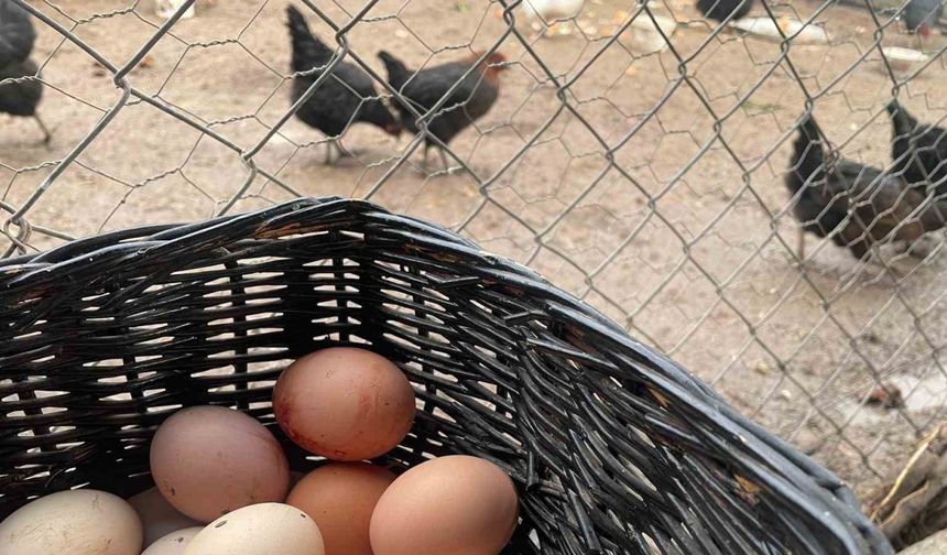 Yumurta üretimi 6 ayda 330 milyon adet azaldı