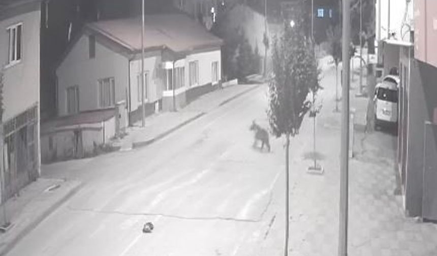 Ayılar ilçeyi mesken tuttu, cadde ve sokaklarda görülmeye başladı