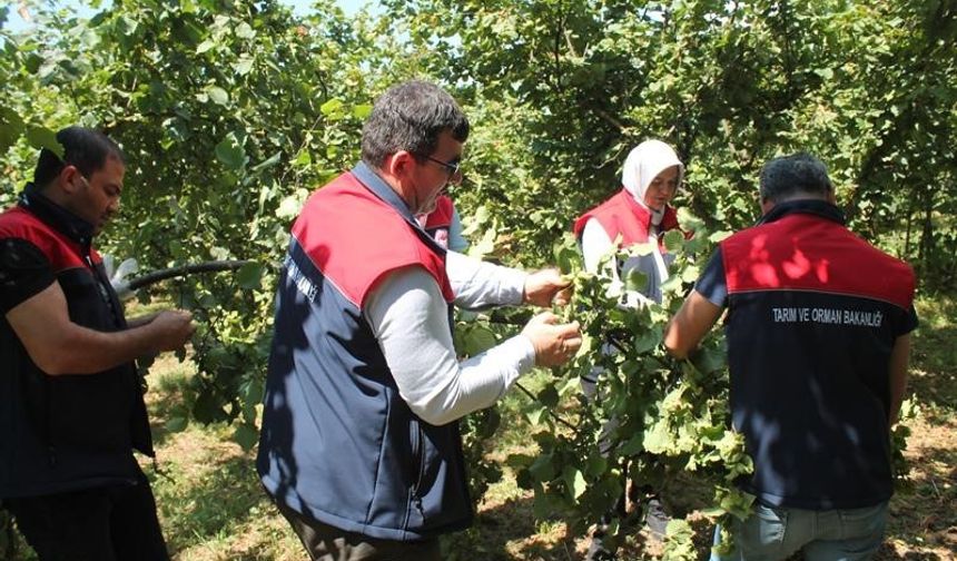 Düzce’de fındık rekolte tespiti sürüyor