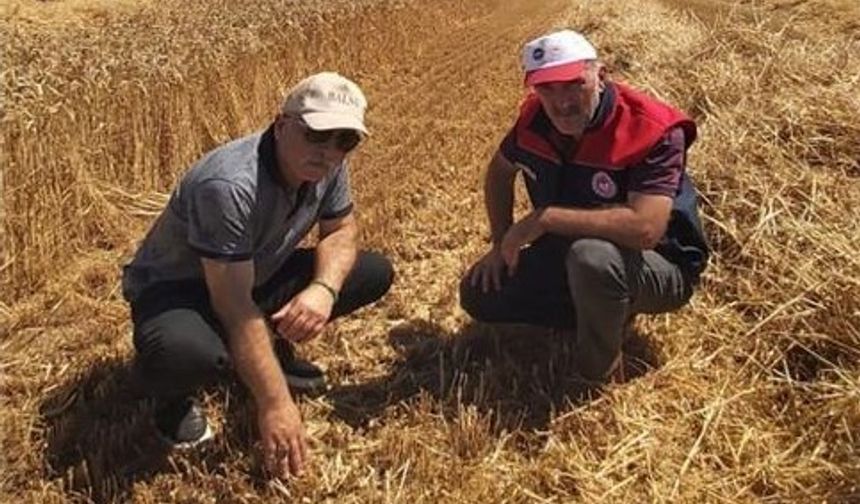 Düzce’de verimli hasat için yerinde denetim