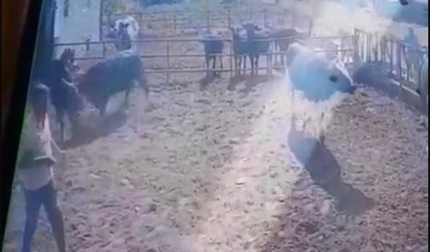 Isparta’da beslediği boğanın saldırısına uğrayan adam ağır yaralandı