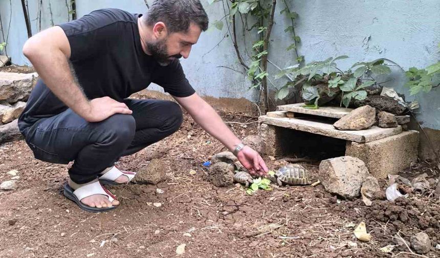 Kıraathane sahibi aç kalan kaplumbağaları sahiplendi
