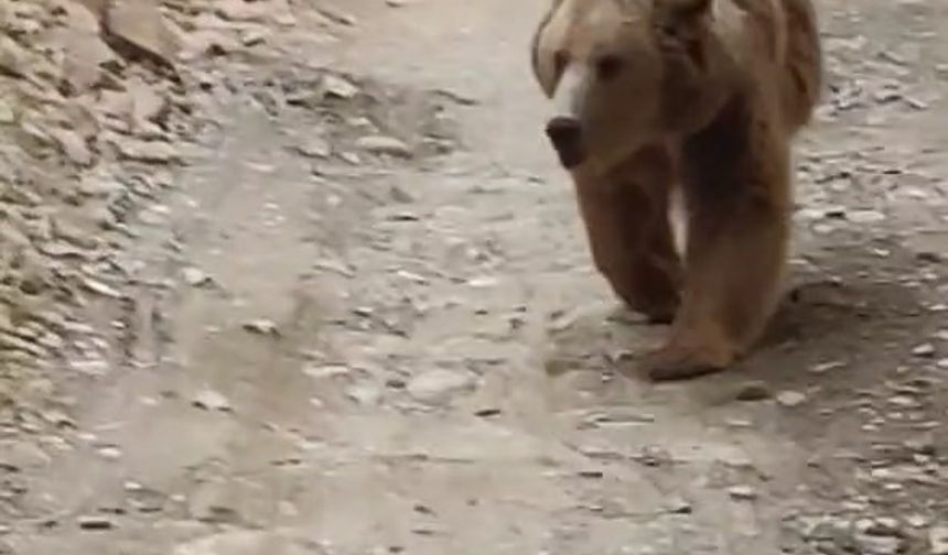 Tunceli’de dağ keçileri ve ayı ailesi kamerada