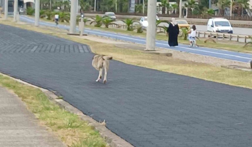 Üç ayaklı köpek yaşama tutundu
