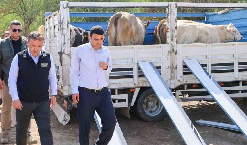 Yangın sonrası üreticilere büyükbaş ve küçükbaş hayvan desteği sağlandı
