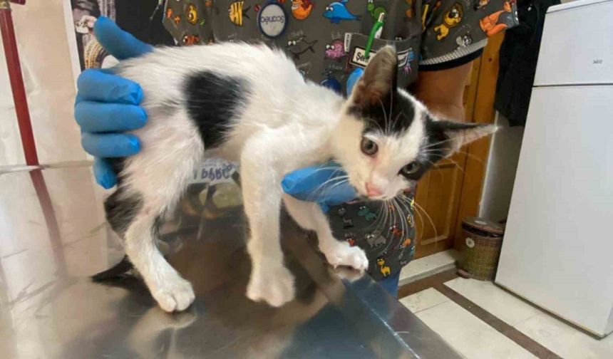 Yavru kedi ölümden döndü: Veteriner hekimden önemli uyarı
