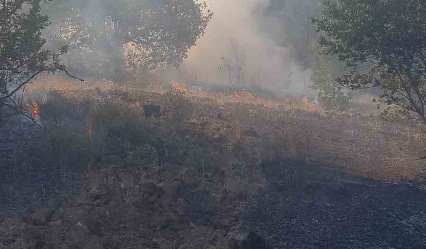 Zonguldak’ta ormanlık alanda çıkan yangına ekipler müdahale etti