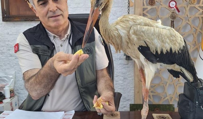 Yangından kaçan yaralı leylek koruma altına alındı