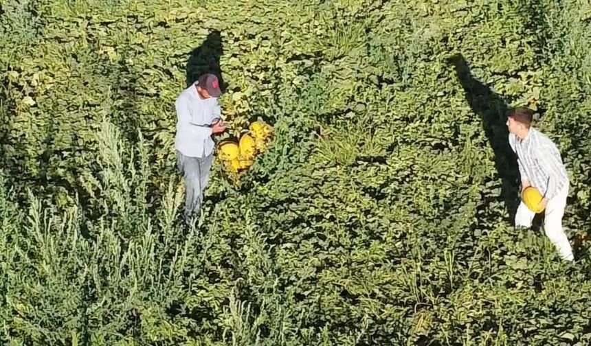 Aksaray’ın kavun ve karpuzu lezzetiyle ilgi görüyor