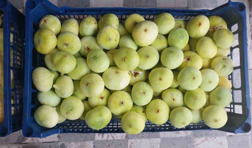 Altından bal damlayan incir üreticisinin yüzü güldü