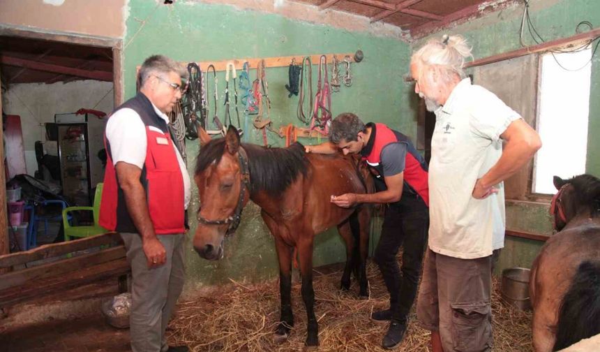 Çanakkale’deki yangınlarda mahsur kalan hayvanlara sağlık taraması