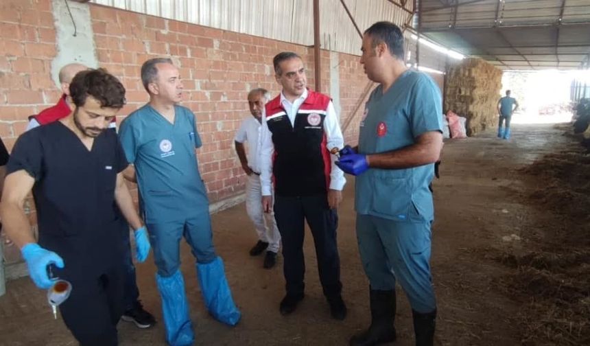 Efeler’de şap aşılaması devam ediyor