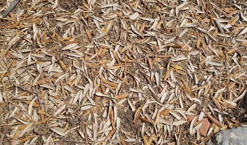 Kuraklık zeytin ağaçlarını verim ve kalitede vurdu
