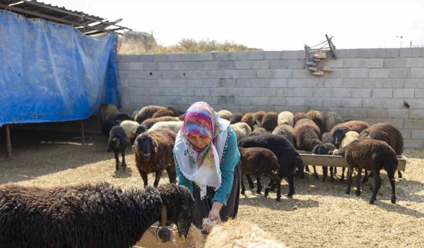 Mersin’de küçükbaş hayvan ve yem desteği üreticilerin yüzünü güldürdü