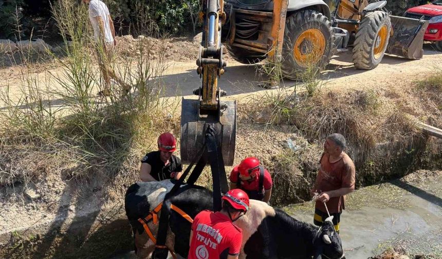 Sulama kanalına düşen inek itfaiye ekiplerince kurtarıldı
