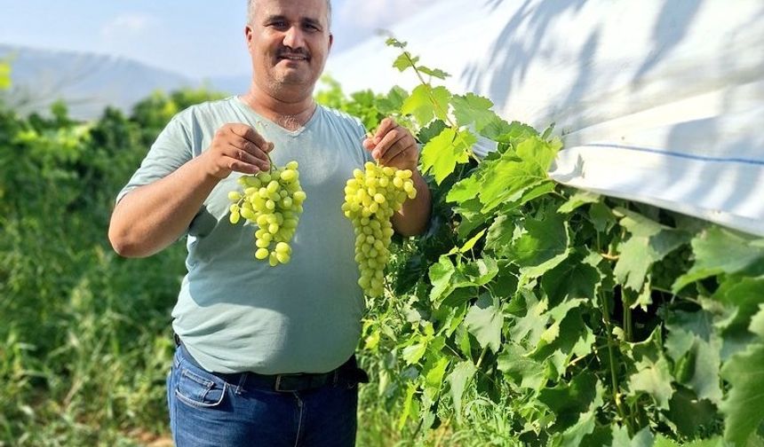 Sultaniye üzüm sezonu açıldı, üreticiler sosyal medyada tanıtıma başladı