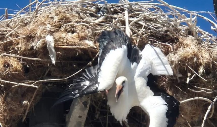 Yuvasına takılı kalan leylek böyle kurtarıldı