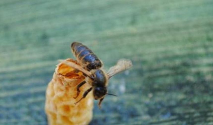 OMÜ’lü akademisyenlerden arıcılığa yenilikçi katkı: Ana Arı Üretim Aparatı