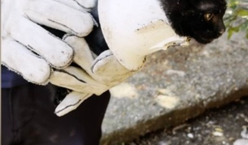 Plastik kapağa sıkışan yavru kedi kurtarıldı