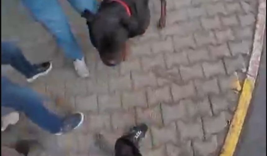 Sokakta ağızlıksız gezdirilen ’Rottweiler’ cinsi köpek dehşet saçtı... O anlar kamerada
