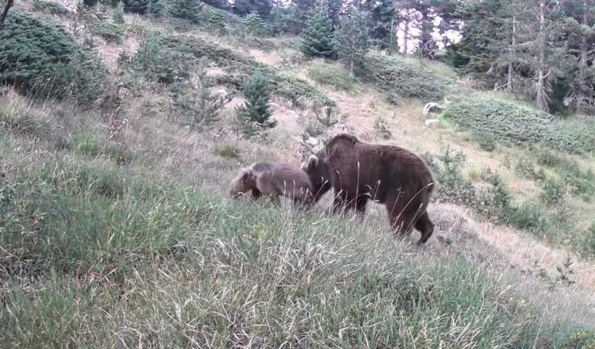 Anne ayı ve yavruları kamerada
