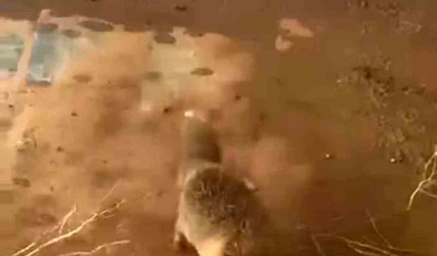 Batman'da bidona kafası sıkışan tilki kurtarıldı