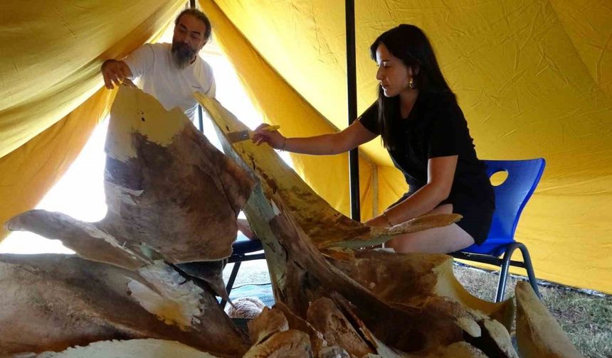 Heyecanlandıran keşifte 16 metrelik balinanın kemikleri birleştirilmeye başlandı