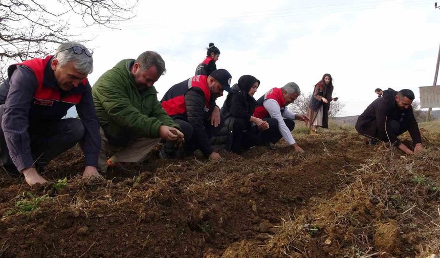 Kastamonu'da kadınlara güç veren proje: 38 bin fide dağıtımı yapıldı