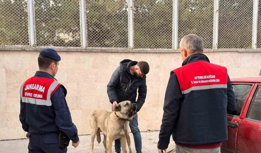 Köpek dövüştüren şahıslara jandarma baskını:12 gözaltı