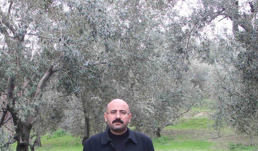 Mut’da bu yıl 120 bin ton zeytin rekoltesi bekleniyor