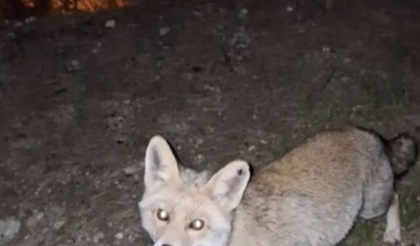 Osmaniye’de meraklı tilki, Osmaniye kömbesini geri çevirmedi