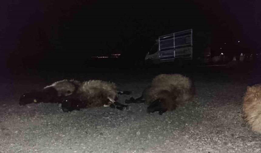Otomobil sürüye çarptı, 8 koyun telef oldu