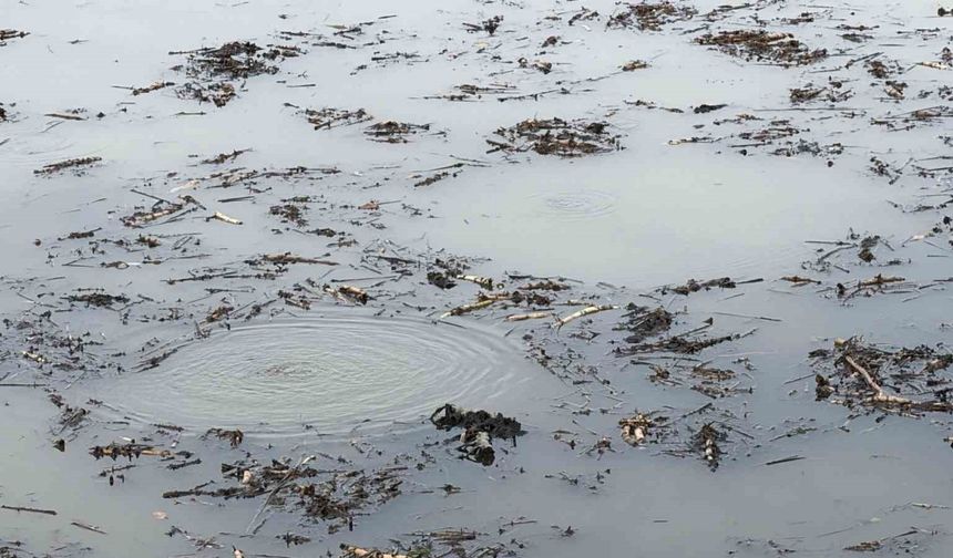 Sapanca Gölü’nden sonra bir korkutan görüntü de Efteni Gölü’nde oluştu