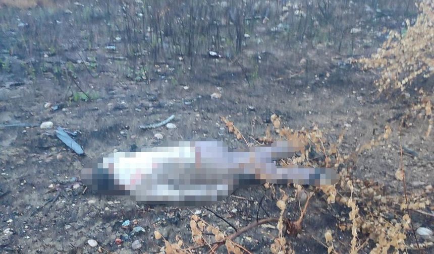 Mersin'de kaza yapan araç otoyolda, sürücüsü 30 metrelik köprünün altında ölü bulundu