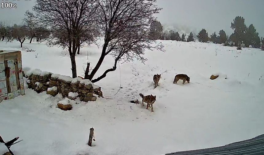 Bozyazı'da kurtlar köye indi: O anlar kamerada