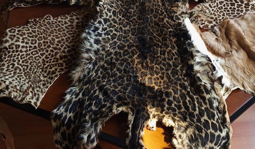 Çukurova Uluslararası Havalimanı'nda leopar postu ve baykuş gözü ele geçirildi