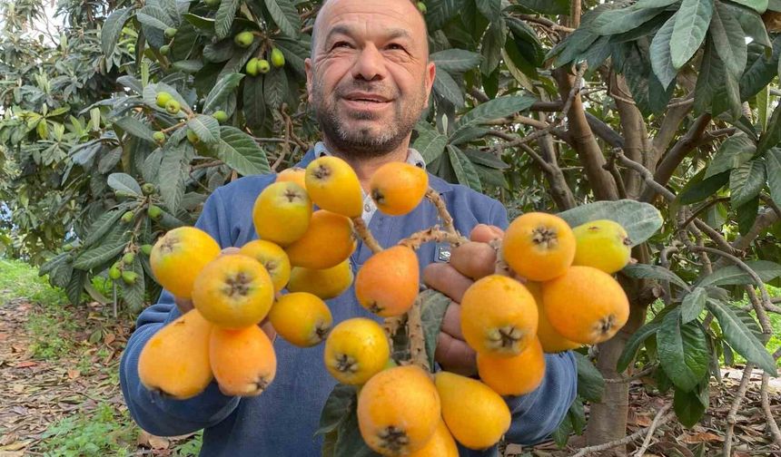 Sarı altın erken geldi: Yenidünya mart ayını beklemedi