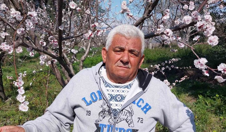 Mut'ta kayısı ağaçları adeta gelinliğe büründü