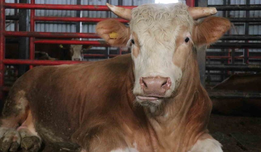 1,5 tonluk dev tosun, 950 bin liraya vitrine çıktı