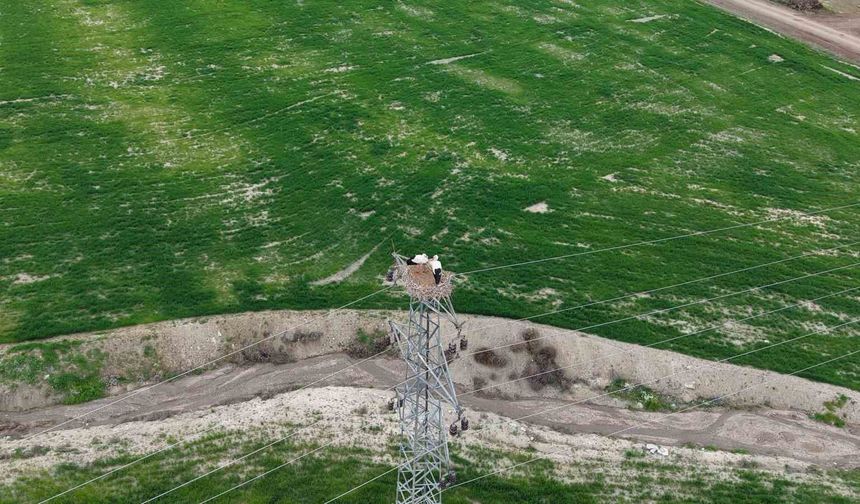 Baharın müjdecisi leylekler Elazığ'ı renklendiriyor