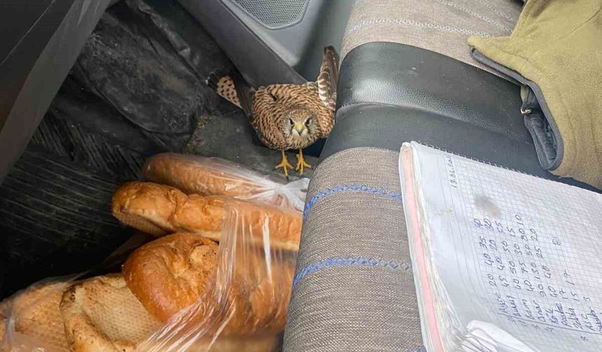 Dörtyol'da yaralı atmaca araca sığındı