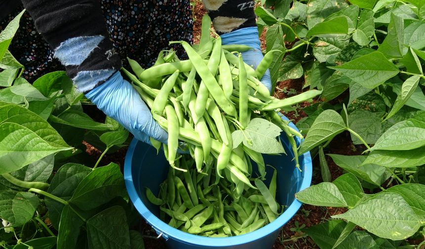 Turfanda 'sarıkız' hasadı başladı: Kilosu 100 TL'den alıcı buldu