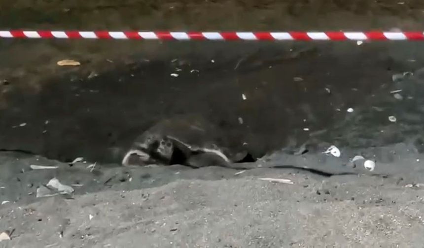 Koruma alanı dışına yuva yapan caretta caretta için şeritli tedbir