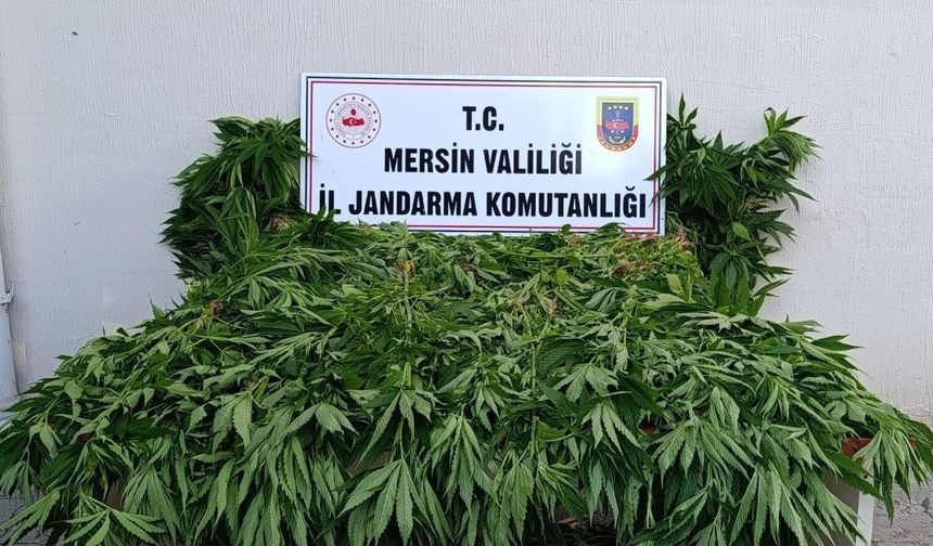 Ormanda kenevir yetiştirenlere suçüstü operasyon: 2 tutuklama